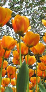 Flowers,Trees,Mood,Tulips,Spring