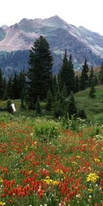 Montagnes,Arbres,Fleurs,Paysage