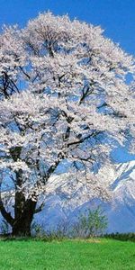 Flowers,Trees,Mountains,Landscape