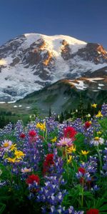 Neige,Nature,Lupins,Polyana,Clairière,Fleurs,Arbres,Montagnes