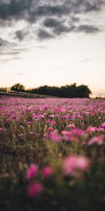 Naturaleza,Flores,Árboles,Campo