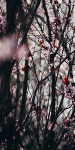 Flowers,Trees,Nature,Sakura,Spring