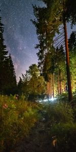 Flowers,Trees,Night,Nature,Forest,Starry Sky