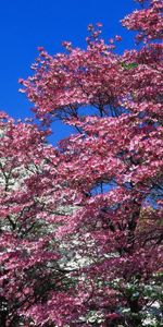 Naturaleza,Flores,Árboles,Rosa,Florecer,Floración,Primavera,Rosado