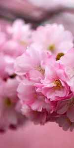 Flores,Plantas,Árboles,Sakura