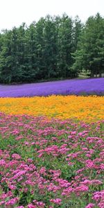 Rangs,Nature,Champ,Fleurs,Arbres,Lignes,Domaine,Plantation,Lavande