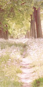 Briller,Lumière,Nature,Fleurs,Arbres,Chemin