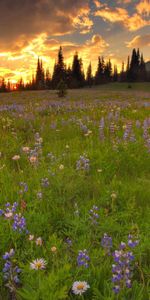 Flowers,Trees,Sky,Clouds,Horizon,Greens,Glade,Lupins,Camomile,Polyana