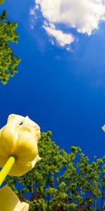 Flores,Árboles,Cielo,Nubes,Soleado,Tulipanes