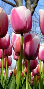 Flores,Árboles,Cielo,Primavera,Tulipanes