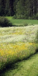 Flowers,Trees,Summer,Herbs,Herbage,Track,June,Field,Nature