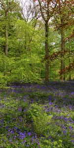 Forêt,Les Troncs,Slip,Verdure,Nature,Fleurs,Fougère,Légumes Verts,Arbres,Végétation