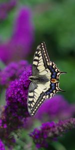 Flowers,Tropical,Animals,Wings,Butterfly,Pattern