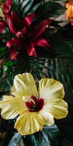 Flowers,Tropical,Ecositesky,Ecosite,Flower,Hibiscus