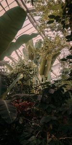 Flowers,Tropical,Greenhouse,Plants