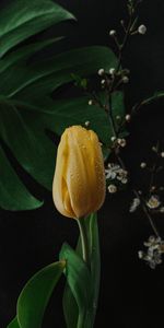 Flowers,Tulip,Pink,Drops,Flower,Wet