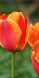 Flowers,Tulips,Blur,Smooth,Buds,Multicolored