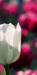 Flowers,Tulips,Blur,Smooth,Lot