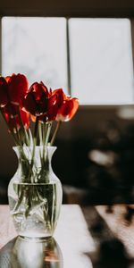 Flowers,Tulips,Bouquet