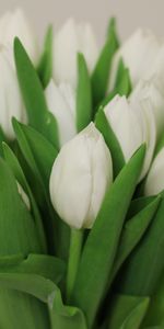 Flowers,Tulips,Bouquet