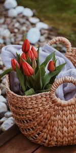 Panier,Fleurs,Bouquet,Tulipes