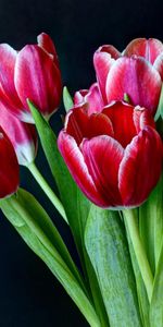 Flowers,Tulips,Bouquet,Bicolor,Two Colored,Dark Background