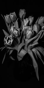 Flowers,Tulips,Bouquet,Bw,Chb