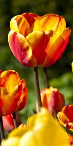 Flowers,Tulips,Bright,Disbanded,Loose,Sunny