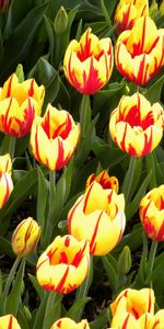 Flowers,Tulips,Bright,Flower Bed,Flowerbed,Mottled,Variegated