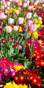 Brillant,Légumes Verts,Verdure,Fleurs,Parterre,Source,Tulipes,Parterre De Fleurs,Printemps