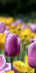 Flowers,Tulips,Bright,Petals,Stem,Stalk