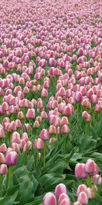 Domaine,Fleurs,Champ,Source,Tulipes,Plantation,Printemps