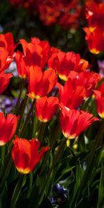 Ensoleillé,Fleurs,Parterre,Humeur,Ambiance,Tulipes,Parterre De Fleurs