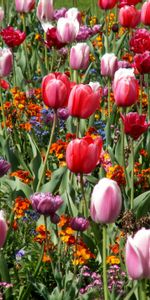 Flowers,Tulips,Flowerbed,Flower Bed,Mood,Spring