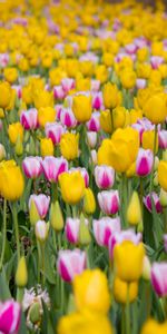 Domaine,Floraison,Fleurs,Champ,Tulipes