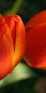 Flowers,Tulips,Greens,Buds,Two