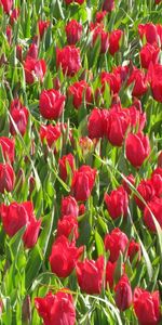 Flowers,Tulips,Greens,Flower Bed,Flowerbed