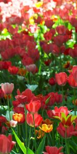 Flowers,Tulips,Greens,Park,Sunny