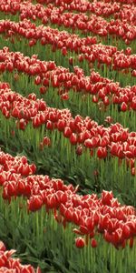 Flores,Verduras,Campo,Filas,Tulipanes