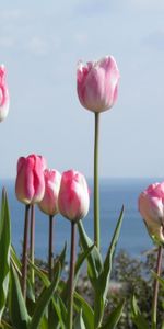 Flores,Horizonte,Cama De Flores,Parterre,Tulipanes