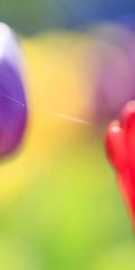 Flowers,Tulips,Macro,Blur,Smooth,Greens