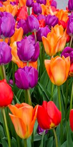 Flowers,Tulips,Motley,Flowering,Multicolored,Bloom