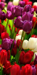 Flowers,Tulips,Motley,Multicolored,Plants