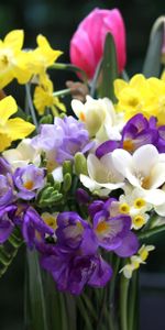 Flowers,Tulips,Narcissussi,Bouquet,Vase,Freesia