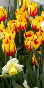 Fleurs,Narcisses,Parterre,Source,Tulipes,Parterre De Fleurs,Printemps