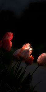 Flowers,Tulips,Night,Glow,Dark,Butterfly