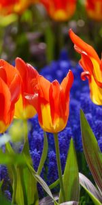 Flowers,Tulips,Plant,Petals