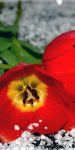 Plantas,Flores,Tulipanes