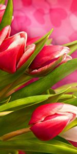 Tulipes,Fleurs,Plantes