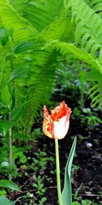 Plantas,Flores,Tulipanes